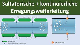 Saltatorische und kontinuierliche Erregungsleitung am Axon [Biologie, Neurobiologie, Oberstufe]