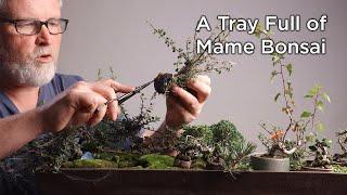 Bonsaify | Trimming a Tray of TINY Mame Bonsai