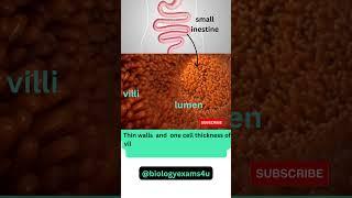 Intestinal Villi 3D Animáció|| Hogyan segít Villi a tápanyag felszívódásban?@biologyexams4u