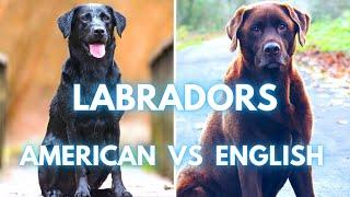 American Labrador vs English Labrador Retriever - What is the Difference?