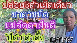 มาตามนัด'แม่ลัดดา'ขอปู่ดำ3ตัวหางเดียว16/11/67