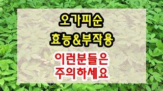 오가피순 효능과 부작용 잘 알고 드셔야해요~