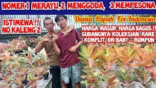 Istimewanya Dunia Papah, Nomer 1 Merayu, 2 Menggoda, 3  Mempesona| Harga Masuk Aglaonema Koleksian|