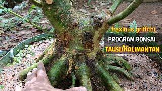 BONSAI PROGRAM TAUSI / KALIMANTAN (fraxinus griffithi)