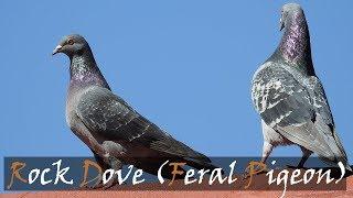 Rock Dove (Columba livia) Feral Pigeon Bird Call | Stories Of The Kruger