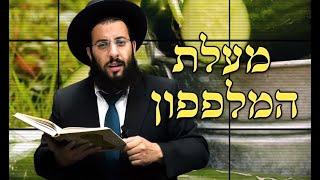 מלפפון - מעלות סגולות וטיפים | מועיל לצרבות | מדור בריאות | הרב רביד נגר