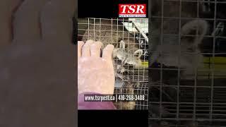 TSR Pest Control how an animal/wildlife removal van looks like in Toronto - a van full of raccoons