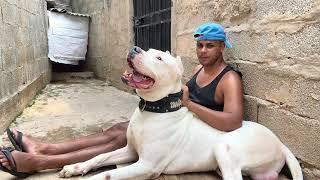 Dogo Argentino ￼K4