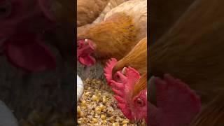 How to Make Herbal Corn Feed for Chickens  Chicken Farm DIY #shorts