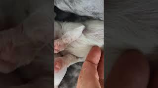  Maltese puppies paws 