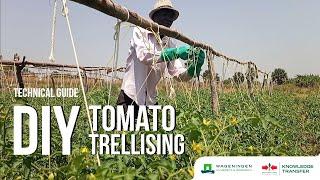 How to set up Trellis for Better Tomato Health and Yield