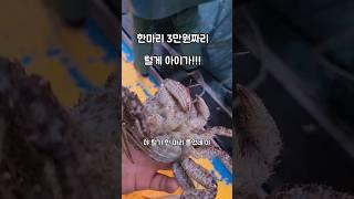 비싸서 먹지도 못한다는 ..털게 #남해 #바다 #먹방 #제철생선 #명절음식