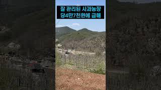 경북땅 시골땅, 실속 있고 싼 가격은 덤~#급매물 #귀농 #귀촌