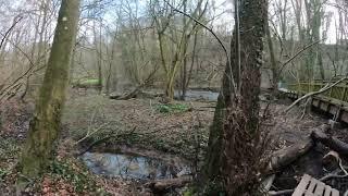 wald orman 2