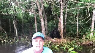 UNC professor & video journalist Jim Kitchen hangs out with a 600-pound gorilla