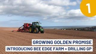 Golden Promise: Intro to Bee Edge Farm & Drilling This Heritage Barley Variety