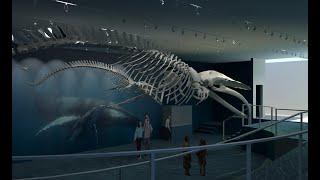 Humpback Whale Skeleton-Maine State Museum Exhibit