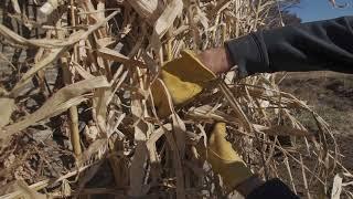 Redneck Mallard Duck Blind | Mack's Prairie Wings