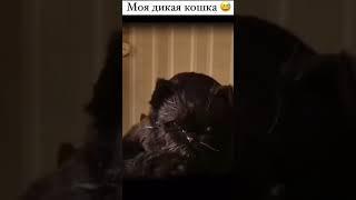 дикая кошка #юмор #каменская #мастеримаргарита