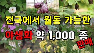 전국에서 월동 가능한 야생화 약 1,000종 판매하는 야생화농장 - 여주자연농원