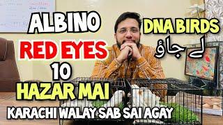 ALBINO RED EYES 10 HAZAR MAI  DNA WALAY birds lejaaao | Karachi walay sb se agay