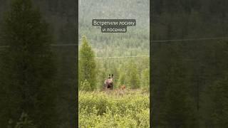 В мире животных на Колыме #колыма