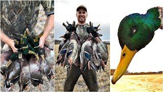 GREENHEADS!!! NORTHERN CANADA DUCK HUNT