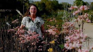 Get It Growing: Honeysuckle azalea is great native plant for the landscape