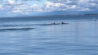 70+ Bigg's Orcas Seen Throughout Salish Sea, New Single-Day Record. (Maxx Kinert, San Juan Safaris)