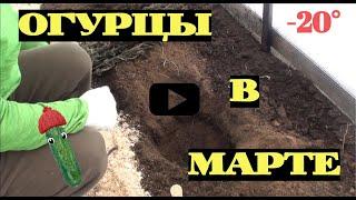 Садим огурцы в МАРТЕ!? #1