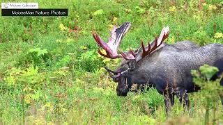 HUGE 70 INCH BULL MOOSE MEETS A LITTLE GUY WITH AN ISSUE Part1 #moose