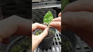 BONSAI MAME SERBIN | INSPIRASI BONSAI