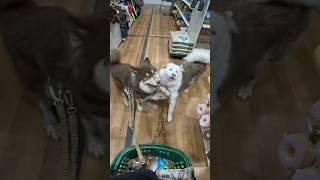 Viola & Yuki love their toys #youtubeshorts #shorts #viral #funny #pets #cute #petshop #husky