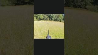#Roe deer #facts roe# deer #  #nature best# shot #deerhunting #usawild