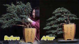 How to bend a bonsai - great bonsai bending skills #28