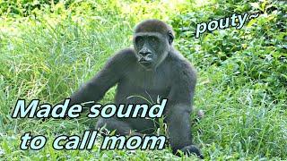 Gorilla Jabali made sound to call mom /Jabali發出聲音要媽媽關注