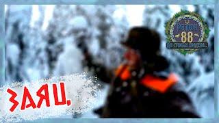 Регион 88 | Заяц