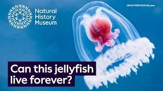 The immortal jellyfish: is it possible to live forever? | Surprising Science