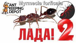 Муравей-бульдог, убийца, с нежным женским именем Лада. Myrmecia forficata