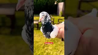 teddy pigeon /hightfly kabutar #teddy #pigeons