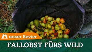 Fallobst fürs Wild sammeln | Kirrung anlegen | Äpfel im Revier | Richtig kirren | unser Revier | #41