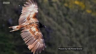 Bearded Vulture in UK