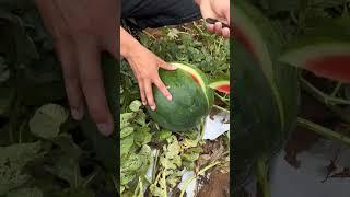 Open Freshly Watermelon #watermelon #viral #fruitgarden #fruitplants #farming #carving #fruittrees