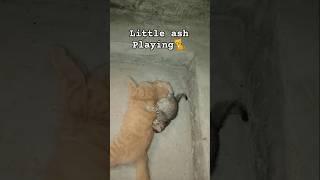 My dear cato playing  with little assh    #cat#kitten#funnyvideo#shorts #2024 #viralvideo #ytshorts