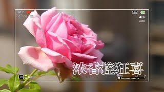 【广东】即使35度也照样大花浓香的庞巴度