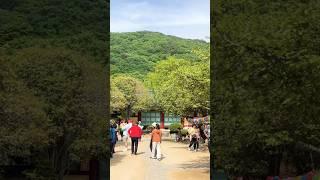 숲길트레킹 명소 #사찰여행 #선암사 #순천여행