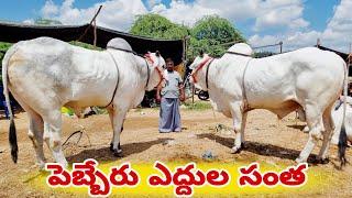 Ongole bulls Market In pebbair-Telangana bulls Market-Pebbair bull Market-Pebbair Santa Today videos