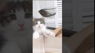 첫날이다!신난다 #고양이첫날  #노르웨이숲고양이   # NORWEGIAN FOREST CAT #별이 #첼로레이