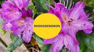 Curiozitati si informatii despre Rhododendron, o planta cu flori superbe