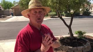 Tim’s Las Vegas Fruit Tree And food Forest Tour Las Vegas 2021